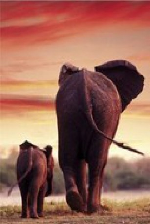 plakaty-elephant-sunset-10091.jpg