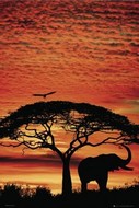 plakaty-africa-sunset-elephant-10096.jpg