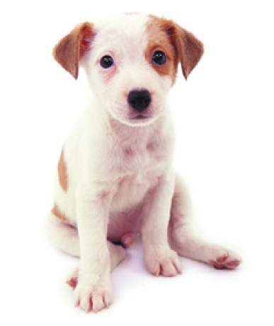 jack Russel teriér 1.jpg