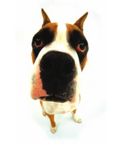 boxer 3.jpg